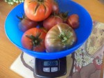 La récolte de tomates