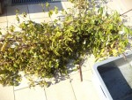 Les branches avant passage au broyeur