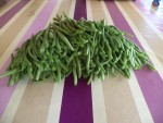 La récolte de haricots une fois équeutée ne pèse plus que 860 g