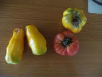 Les 4 tomates ou l'on vois bien les yellow stuffer qui sont percées par les limaces