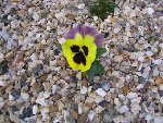 IMG_3033.JPG