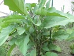 DSC03708.JPG