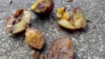 Prunes2.jpg