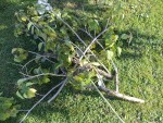 Les branches à broyer
