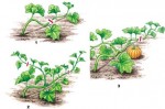 taille-courge.jpg