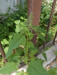 arroche_peut_etre_2 - Copie.JPG