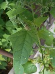 arroche_peut_etre_3 - Copie.JPG