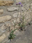 inconnue_3-1 - Copie.JPG