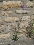 inconnue_3-2 - Copie.JPG