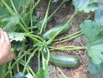 Les courgettes