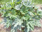 un des 3 pieds de courgettes