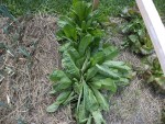 Les endives avant repiquage