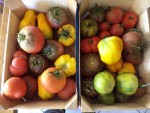 Les cagettes de tomates
