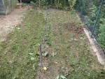 Les haricots une fois coupés