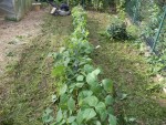 La tonte des haricots