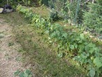 La tonte des haricots