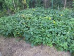 les haricots avant d’être coupés