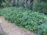 les haricots avant d’être coupés