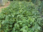 les haricots avant d’être coupés