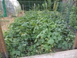 les haricots avant d’être coupés