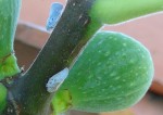 DSC03084-2.jpg