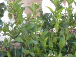 DSCN5754.JPG