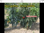 Voici la photo .On voit la tomate en question
