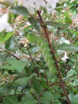 IMG_3897.JPG