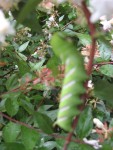 IMG_3898.JPG