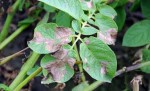 Voila à quoi ressemble le mildiou sur les pommes de terre.