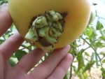 Une exubérance sur la tomate ananas