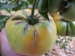 La tomates ananas (environ 400 g)dans la serre tunnel