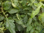 Les feuilles des plants de tomates situé à l'ancien emplacement du tas de compost