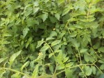 Les plants de tomates situé à l'ancien emplacement du tas de compost