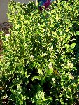 DSC00722.JPG