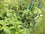 Les plants de tomates situé à l'ancien emplacement du tas de compost