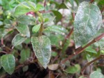 maladie-fuchsia.jpg