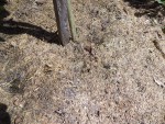 Je voulais vous montré comment la terre est propre au pieds des tomates sans aucun désherbage mais grâce à un bon paillage.