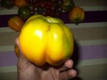 Ma plus grosse yellow stuffer de l'année