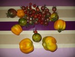 La récolte de tomates d'hier soir