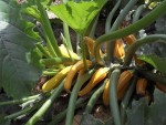 courgettes jaunes