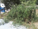tomates cerises