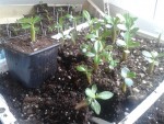 2014-08-01 14.25.18_moyenne.jpg