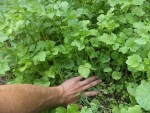 Voici mon engrais vert qui pousse très vite