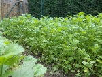 Voici mon engrais vert qui pousse très vite