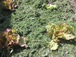 Les salades une fois paillées vue de près