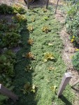 Les salades une fois paillées avec des tontes de gazon