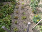 Les salades avec leur vieux paillis de tontes de gazon