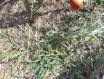 Voici une petite zone ou pousse des herbes à travers l'ancien paillis de foin et tontes de gazon