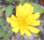 crepis_1.JPG